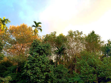 Sky and jungle in southern in thailand.の素材