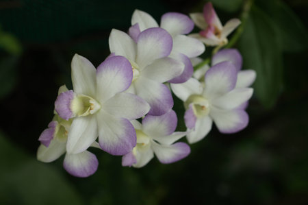 Orchidの写真素材