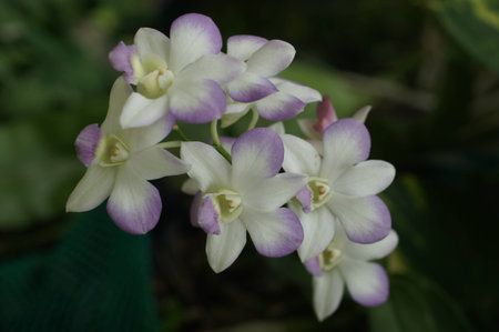 Orchidの写真素材