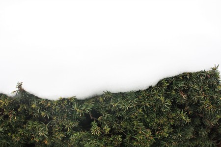 Snow on Pine Tree at Oshino Hakkai Village, Kawaguchiko, Japan