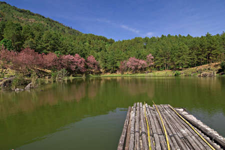 sakura in thailandの写真素材