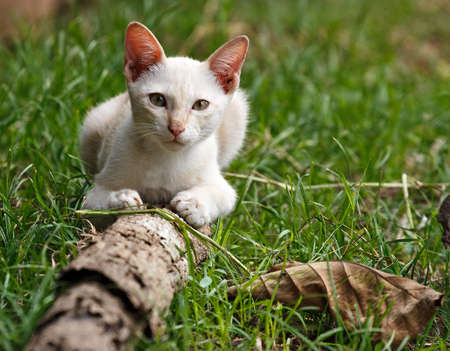thai white catの写真素材