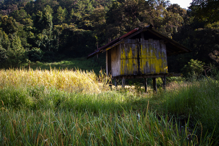 hut middle of the field - riceの写真素材