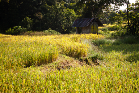 hut middle of the field - riceの写真素材