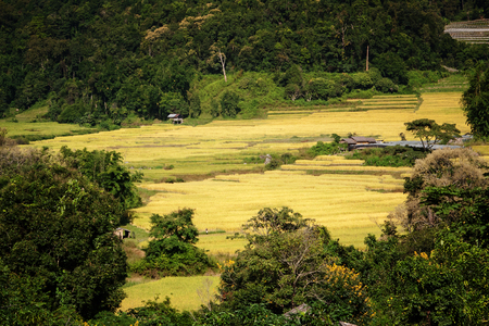 Mountain rice terraces in the village center  Northern Thailandの写真素材