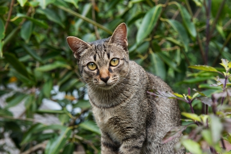 Cats glanceの写真素材
