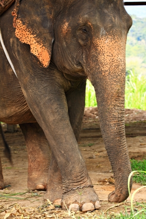 Elephants are fed to the use of villagers in Thailandの写真素材