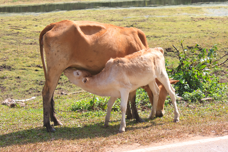 Cows are fed along the valley and the countryside in Thailandの写真素材