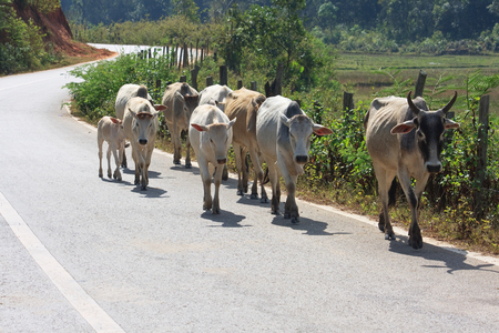 Cows are fed along the valley and the countryside in Thailandの写真素材