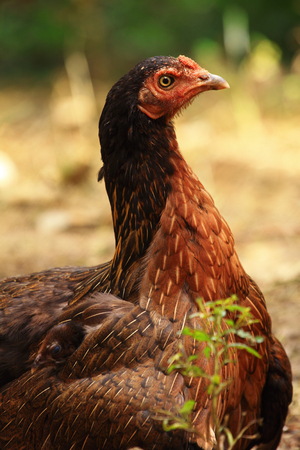 Chicken headの写真素材