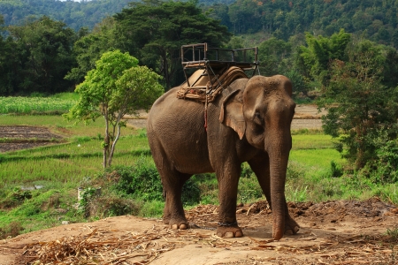 Elephants are fed to the use of villagers in Thailandの写真素材