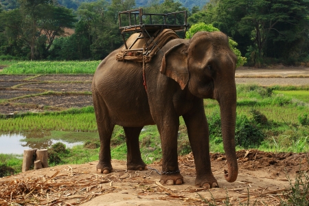 Elephants are fed to the use of villagers in Thailandの写真素材