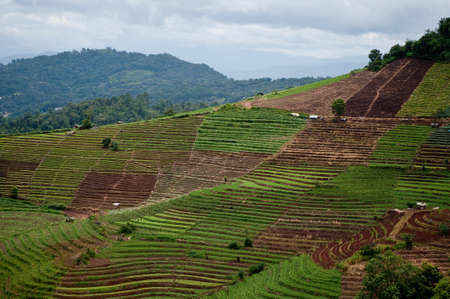 Vegetable farm on the mountain