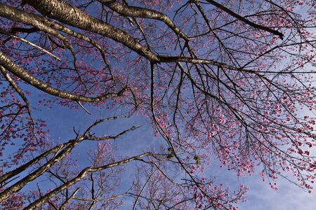 Sakura Thailandの写真素材
