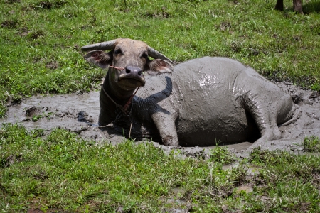 Buffalo in rural Thailand  Were allowed to useの写真素材