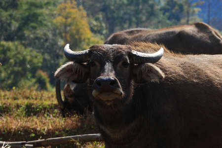 Buffalos are fed along the valley and the countryside in Thailand