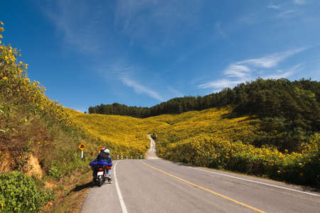 yellow flower on the mountainの写真素材