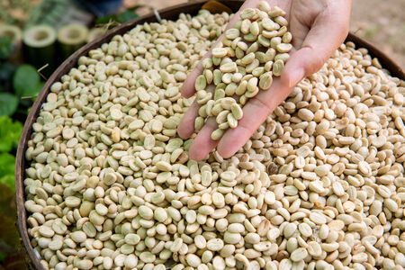 Coffee beans on a lined tray  Whole roasted And have not roastedの写真素材