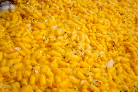 Cocoons of the silk worm was usedの写真素材