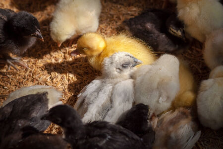 chick duckling Together in small farmsの写真素材