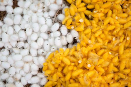 Cocoons of the silk worm was usedの写真素材