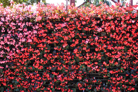 Wall of Flowers in the park の写真素材