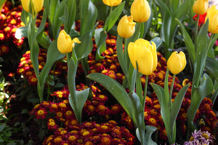 Tulipsの写真素材