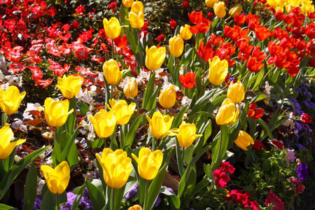 Tulipsの写真素材