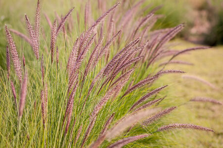 Beautiful grass when the wind blows の写真素材
