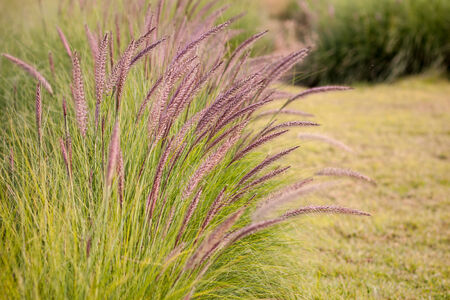 Beautiful grass when the wind blows の写真素材