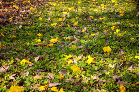 Yellow flowers fell on the grass putting green beautifully の写真素材