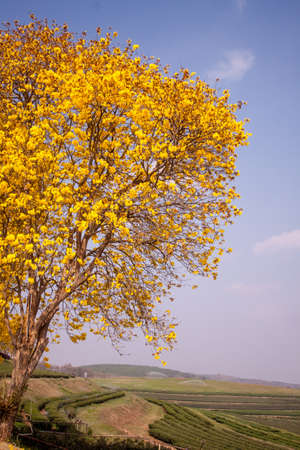 Yellow flowers On summer blossoming mountain in Thailand の写真素材