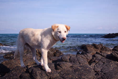 My dog is on the rocks and the beach is beautiful 