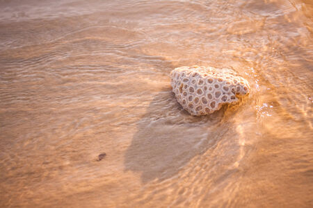 Coral and dead shells that ran aground on the beach の写真素材