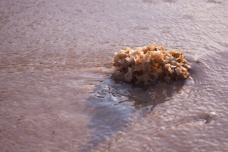 Coral and dead shells that ran aground on the beach 