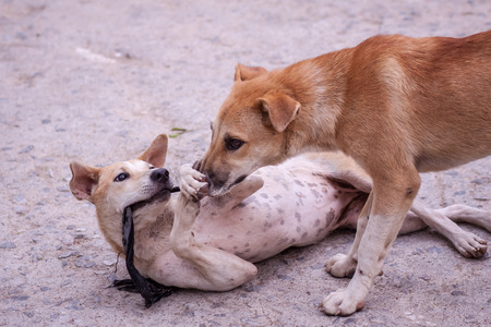 Stray dogs living on the streets or communities の写真素材