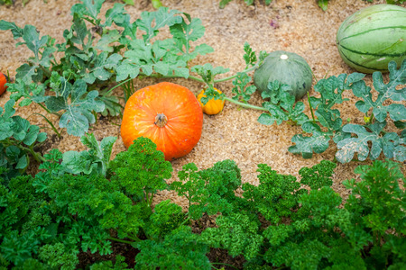 Pumpkin farm is ready to sell to consumers.の写真素材