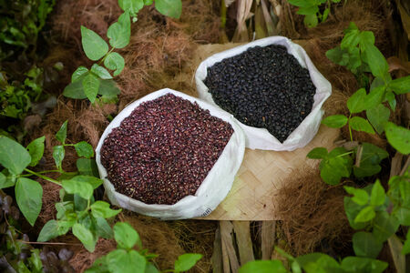 Red beans, black beans, which are available to consumers.の写真素材