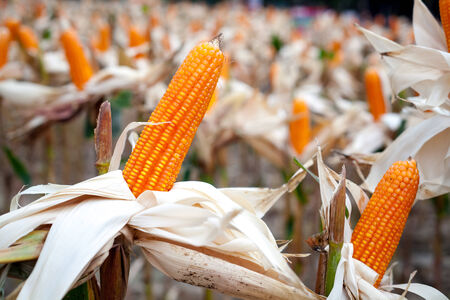 Corn harvest is ready The Factory Next to consumption