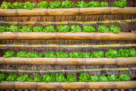 Hydro colorful vegetables available to the market.