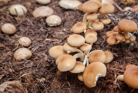 A variety of exotic mushrooms Grown for commercialの写真素材