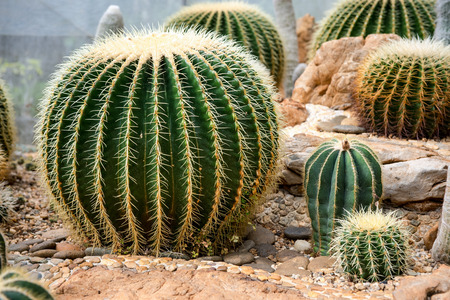 Many beautiful varieties of cactus and value.の写真素材