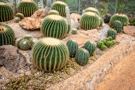 Many beautiful varieties of cactus and value.の写真素材