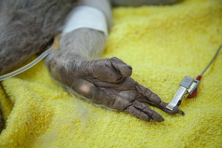 Veterinary Emergency Aid Monkey And Health check