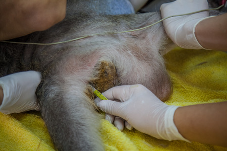 Veterinary Emergency Aid Monkey And Health checkの写真素材