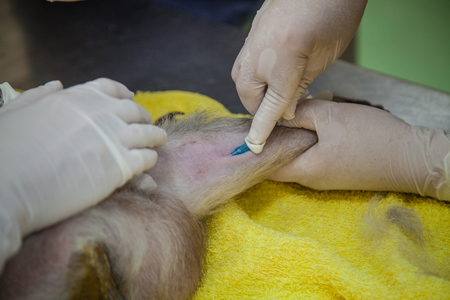 Veterinary Emergency Aid Monkey And Health checkの写真素材