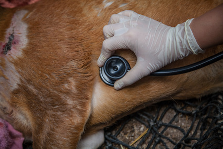 Veterinary Emergency Aid Deer And Health checkの写真素材