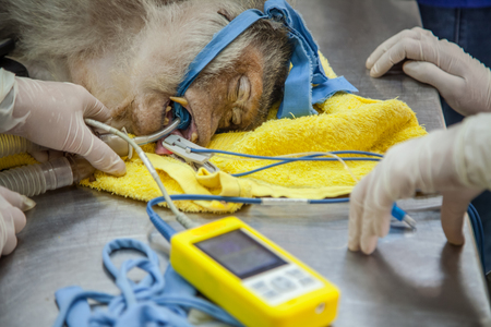 Veterinary Emergency Aid Monkey And Health checkの写真素材