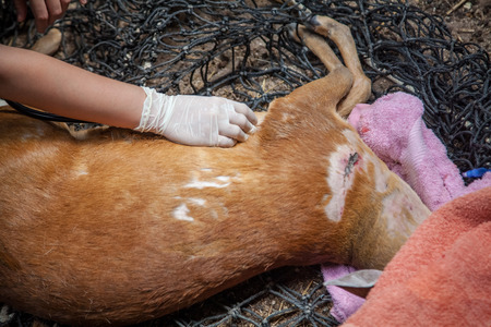 Veterinary Emergency Aid Deer And Health checkの写真素材