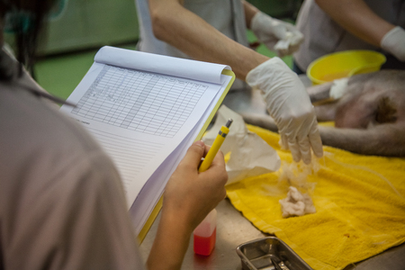 Veterinary Emergency Aid Monkey And Health checkの写真素材